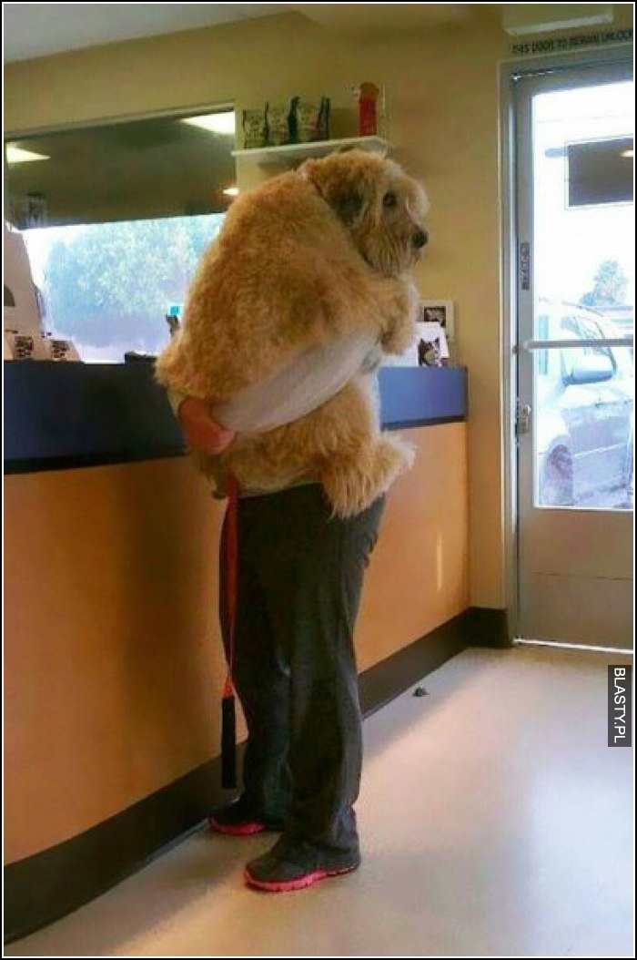 To uczucie kiedy Twój pies boi sie wizyty u weterynarza