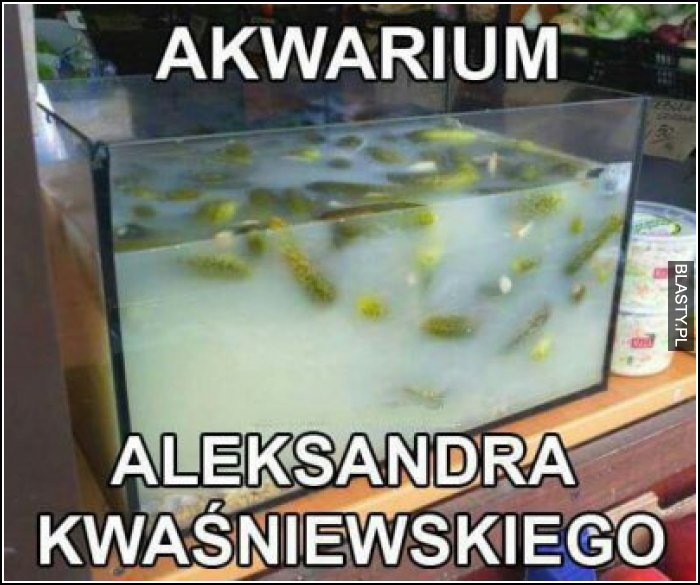 Akwarium aleksandra kwaśniewskiego