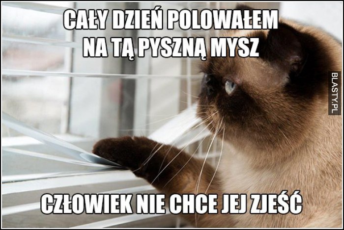 cały dzień polowałem na tą mysz, a on jej nie chce zjeść