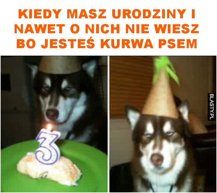 kiedy masz urodziny i nawet o nich nie wiesz bo jesteś kurwa psem