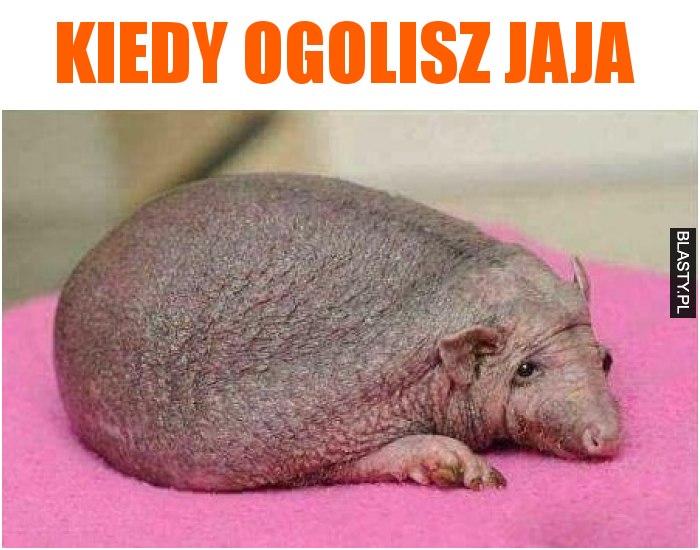 Kiedy ogolisz jaja