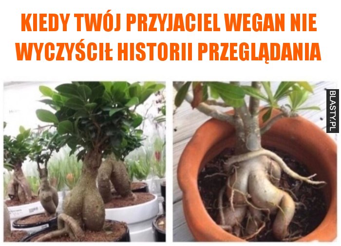 Kiedy Twój przyjaciel wegan nie wyczyścił historii przeglądania