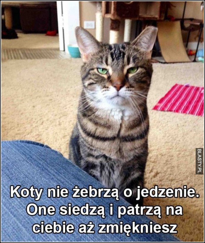 koty takie są