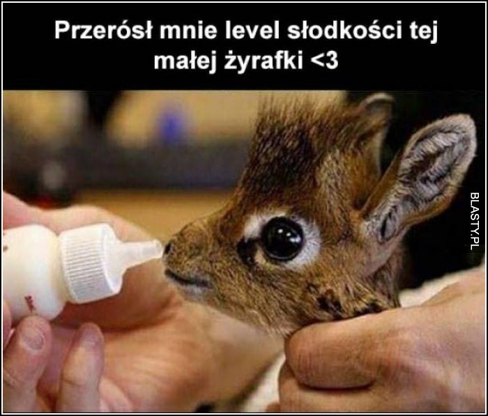 Mała żyrafka