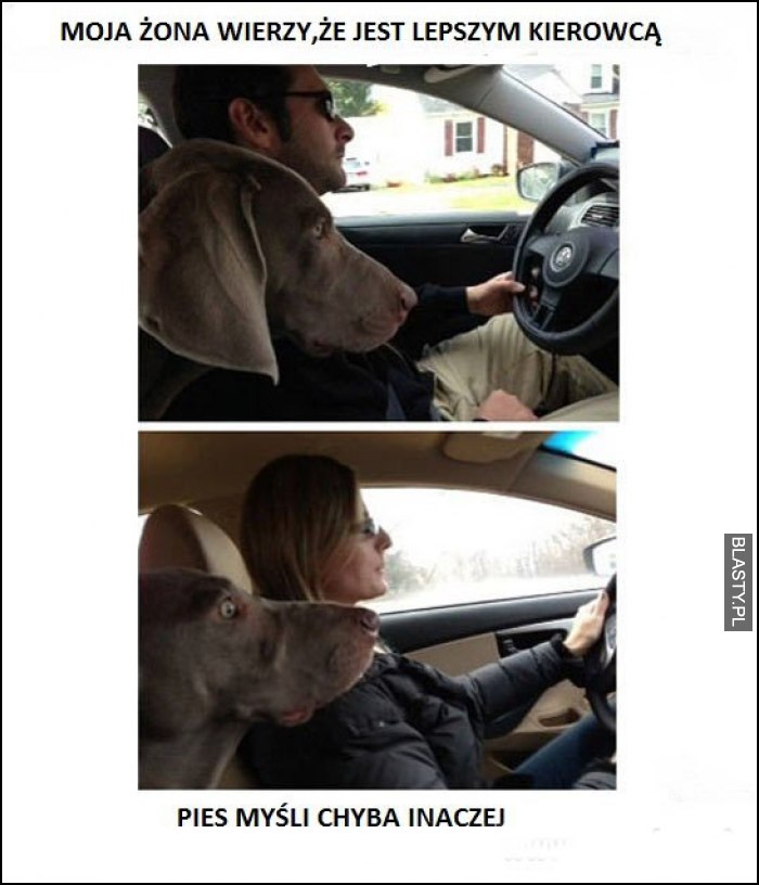 20+ memów - pies jedzie z kobieta najlepsze śmieszne memy i demotywatory  facebook - pies jedzie z kobieta