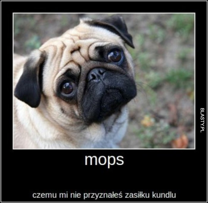 Mops