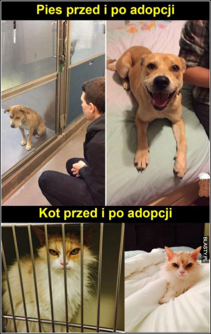 pies przed i po adopcji