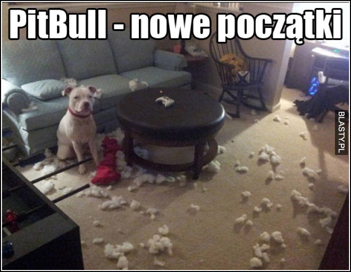 PitBull - nowe początki