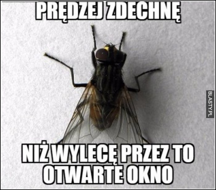 Prędzej zdechne