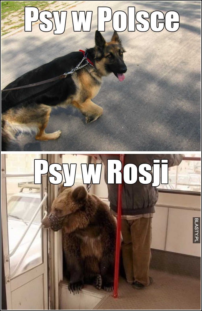 Psy w Polsce