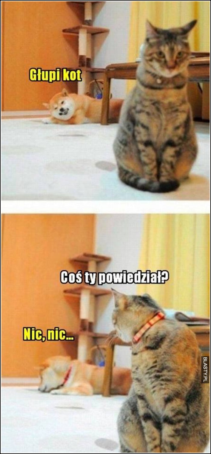 Głupi kot