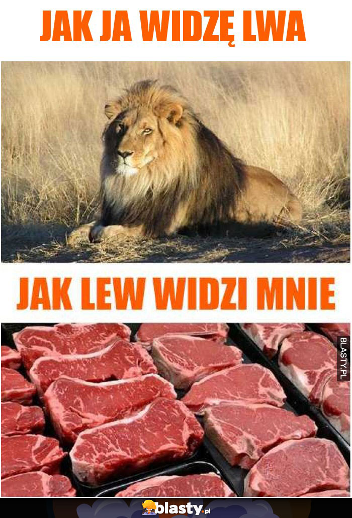 Jak ja widzę lwa vs jak lew widzi mnie