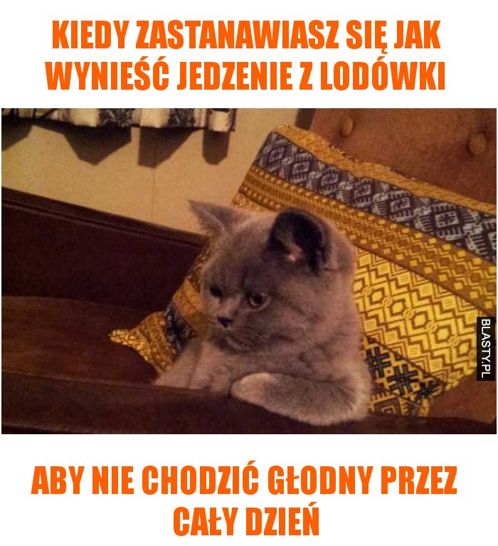 Kiedy zastanawiasz się jak wynieść jedzenie zlodówki