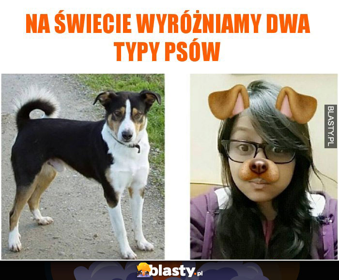 Na świecie wyróżniamy dwa typy psów