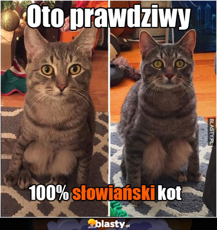 Oto prawdziwy 100% słowiański kot