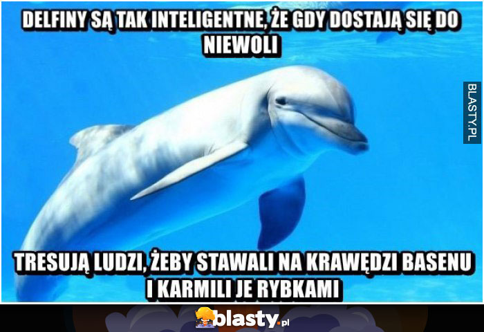 Delfiny są tak inteligentne
