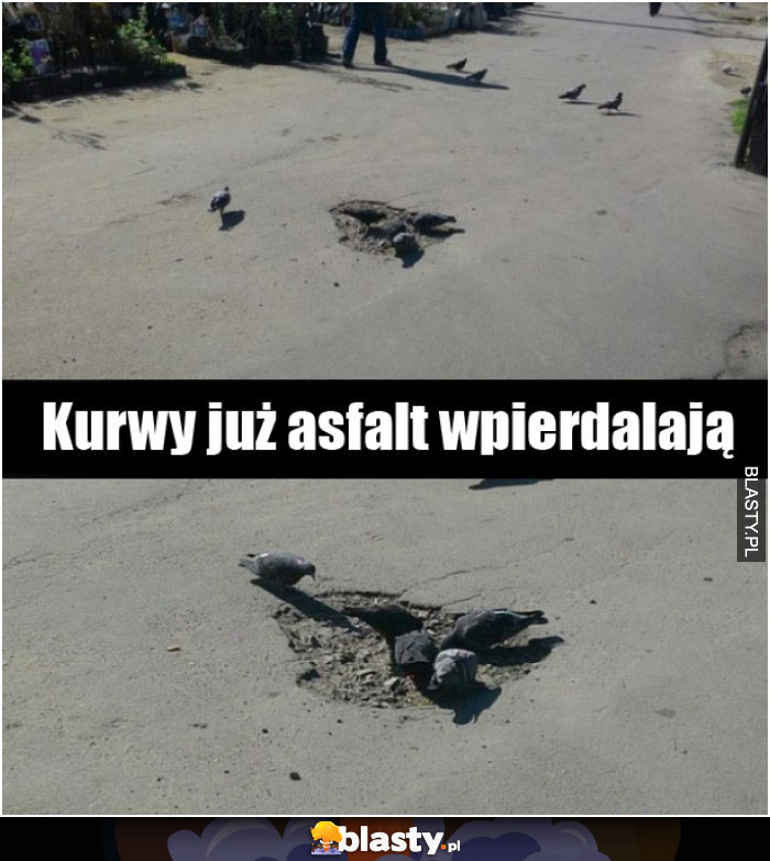 Gołębie już asfalt jedzą
