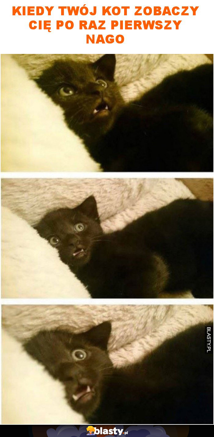 Kiedy twój kot zobaczy cię po raz pierwszy nago