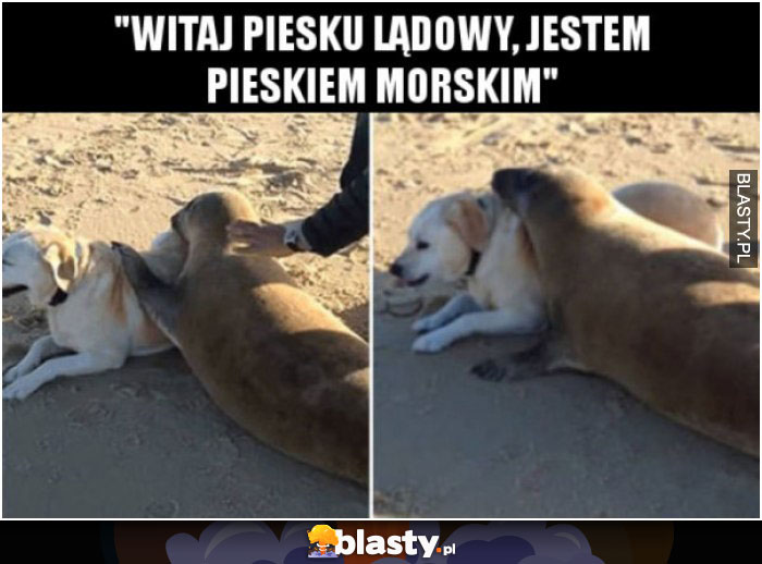 Witaj piesku lądowy, jestem pieskiem morskim