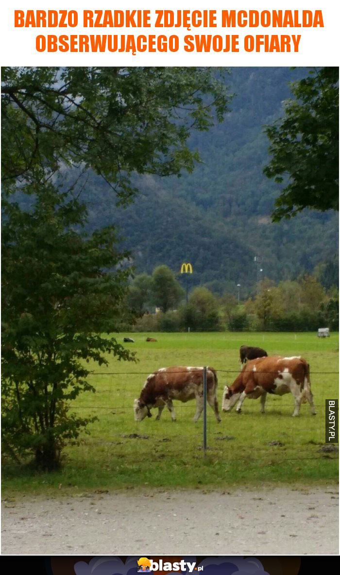 Bardzo rzadkie zdjęcie McDonalda obserwującego swoje ofiary