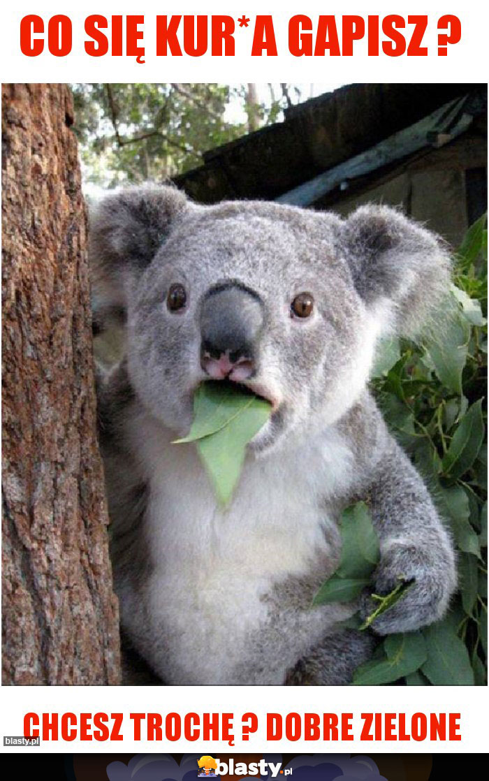 Co się kur*a gapisz ?