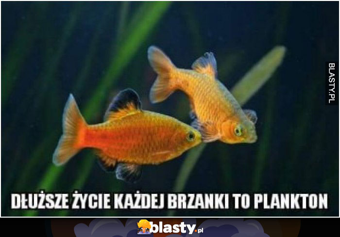 Dłuższe życie każdej brzanki to plankton