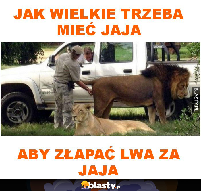 Jak wielkie trzeba mieć jaja aby złapać lwa za jaja