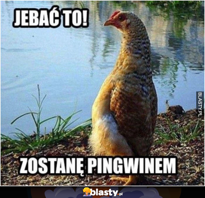 Jebać to zostanę pingwinem