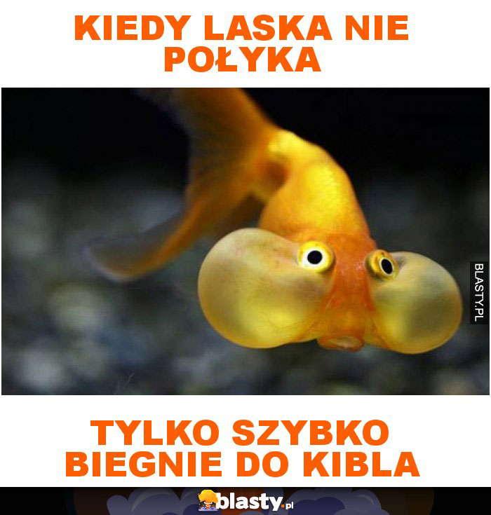 Kiedy laska nie połyka tylko szybko biegnie do kibla