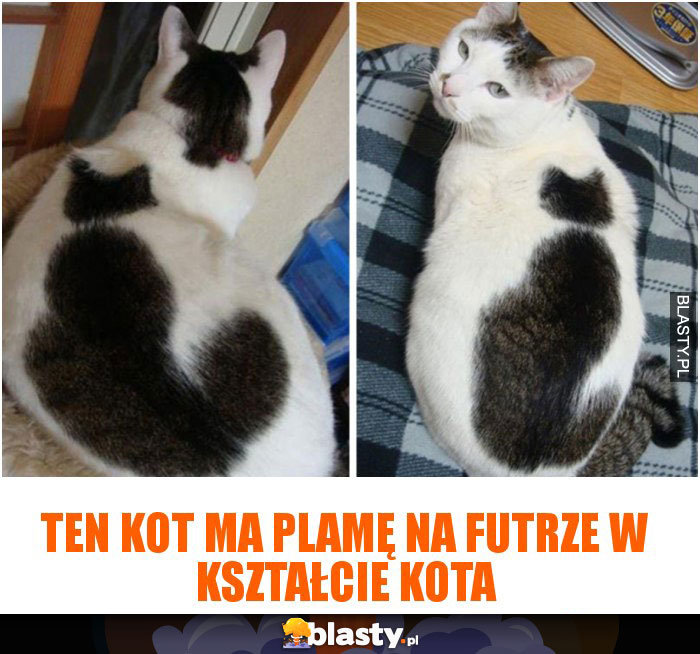 Ten kot ma plamę na futrze w kształcie kota