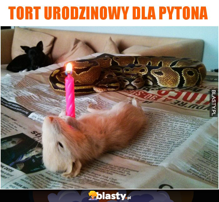 Tort urodzinowy dla pytona