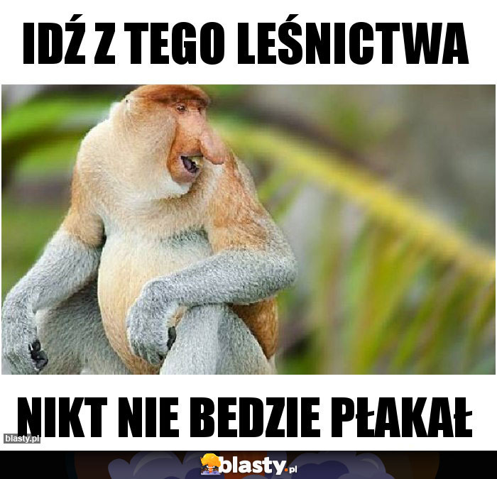 IDŹ Z TEGO LEŚNICTWA