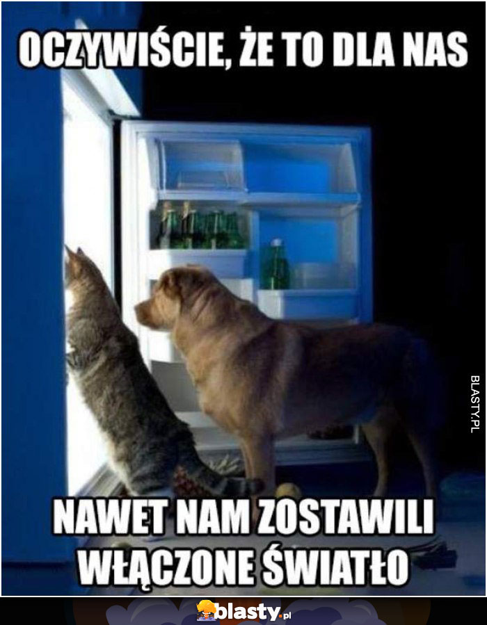Kot w lodówce je jedzenie