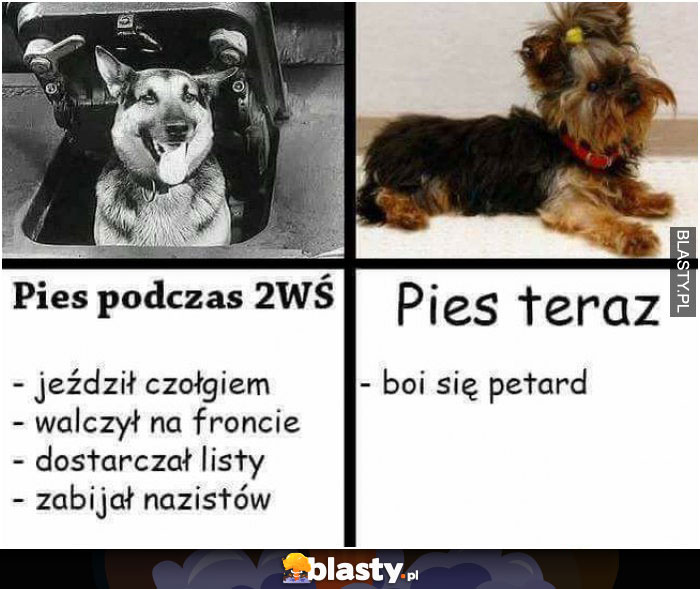 Psy kiedyś VS psy dzisiaj