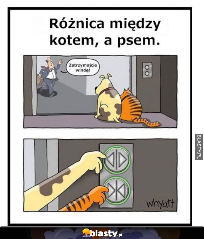 Różnica między kotem a psem