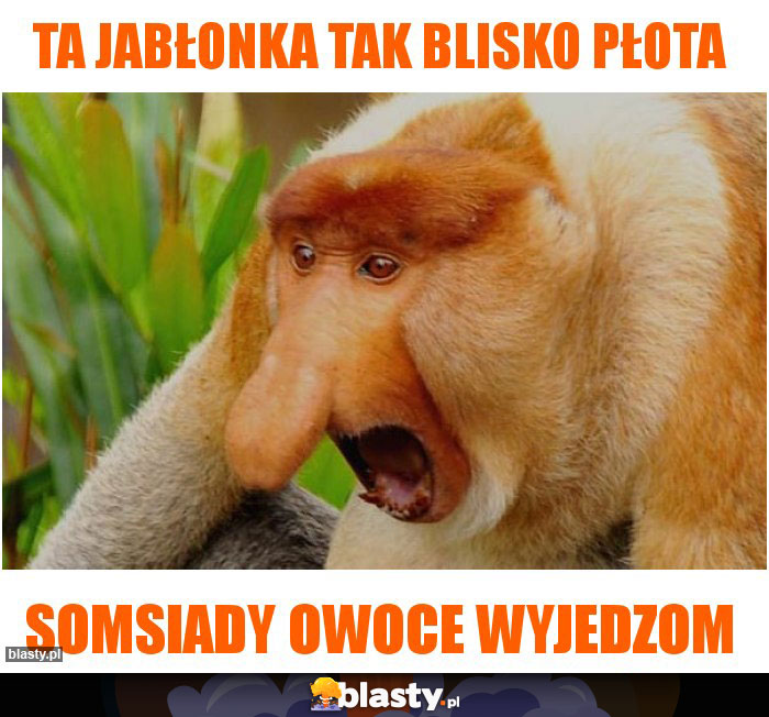 Ta Jabłonka tak blisko płota