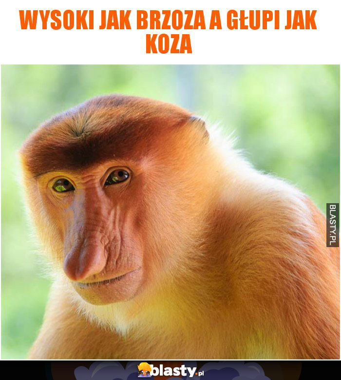 Wysoki jak brzoza a głupi jak koza