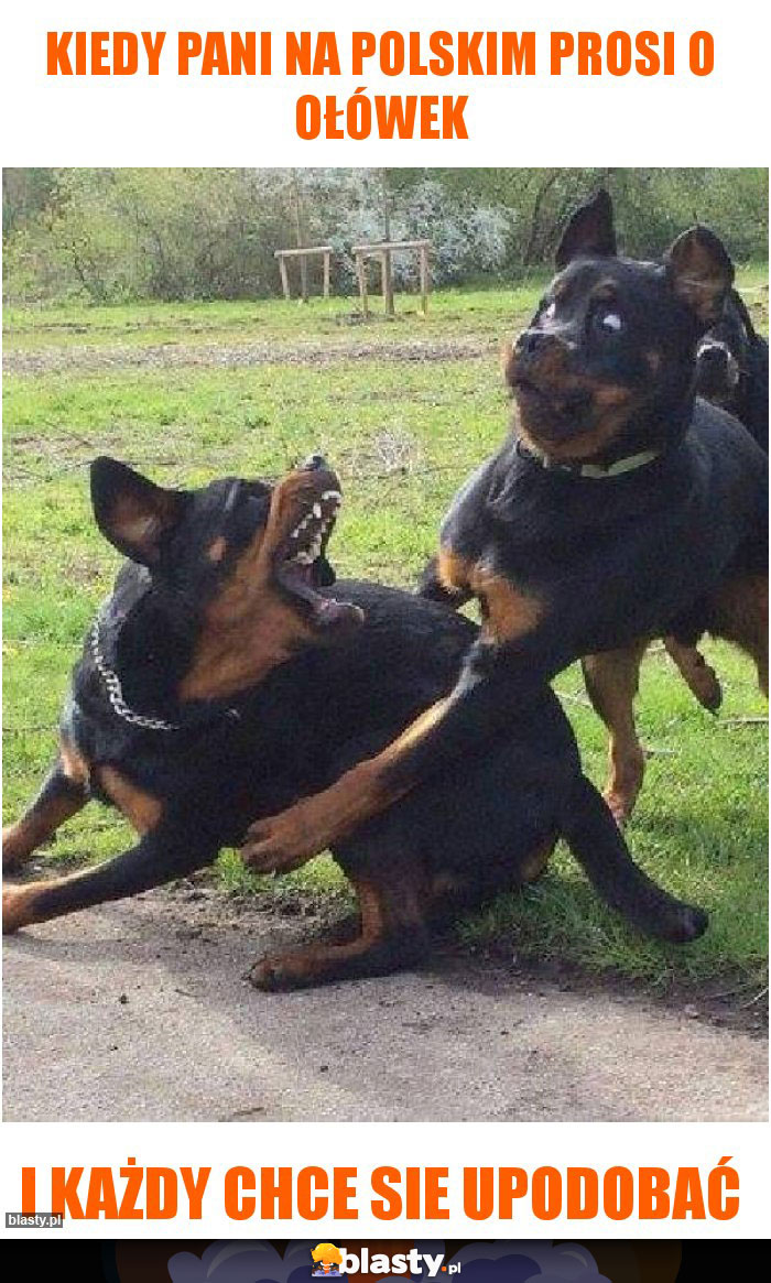 KIEDY PANI NA POLSKIM PROSI O OŁÓWEK