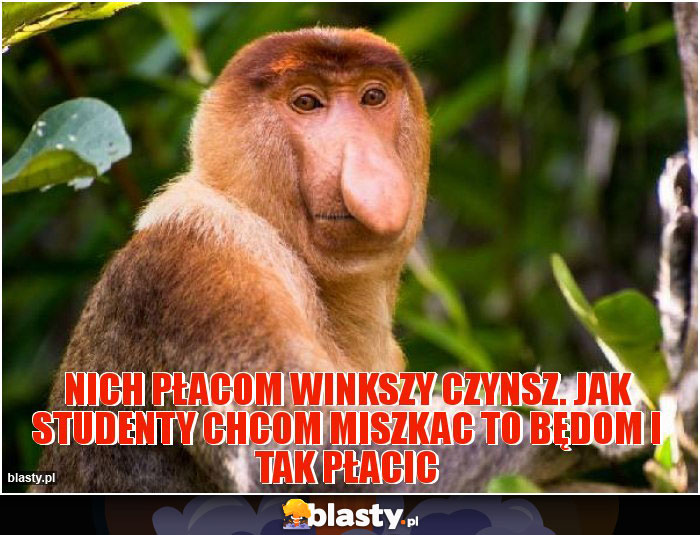 Nich płacom winkszy czynsz. Jak studenty chcom miszkac to będom i tak płacic