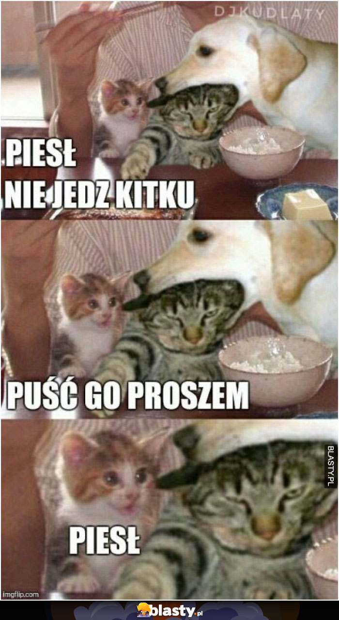 Pieseł nie jedź kitku