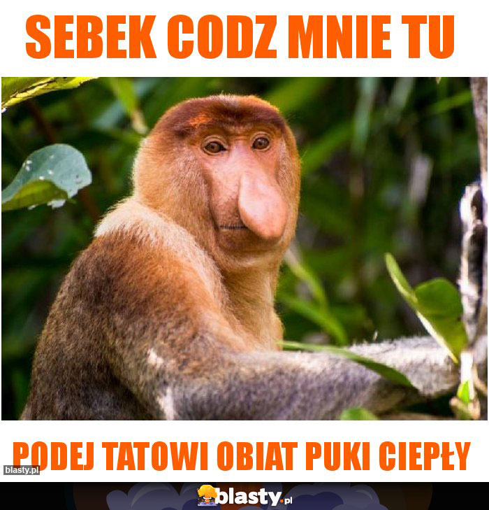 sebek codz mnie tu