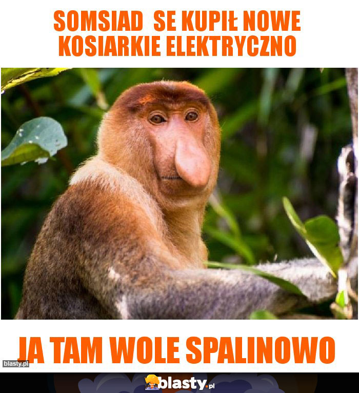 Somsiad  se kupił nowe kosiarkie elektryczno