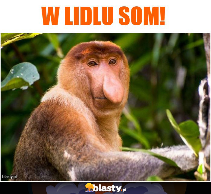 W LIDLU SOM!