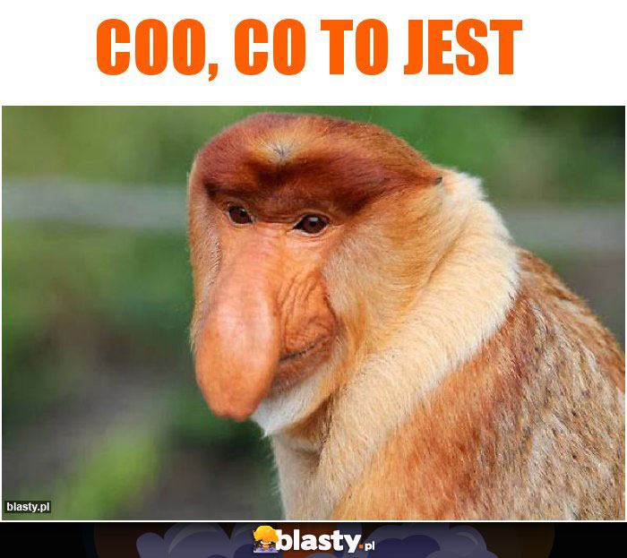 Coo, co to jest