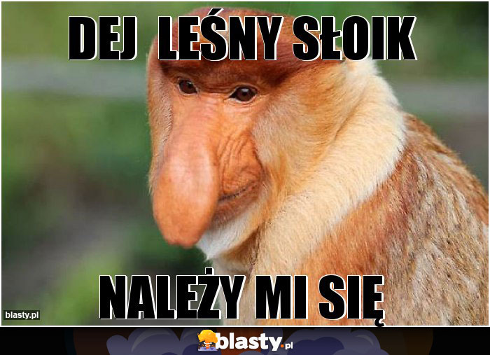 DEJ  leśny SŁOIK
