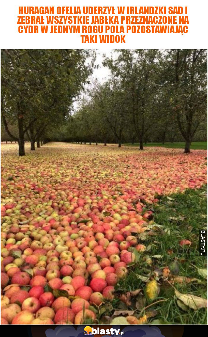 Huragan Ofelia uderzył w irlandzki sad i zebrał wszystkie jabłka przeznaczone na cydr w jednym rogu pola pozostawiając taki widok