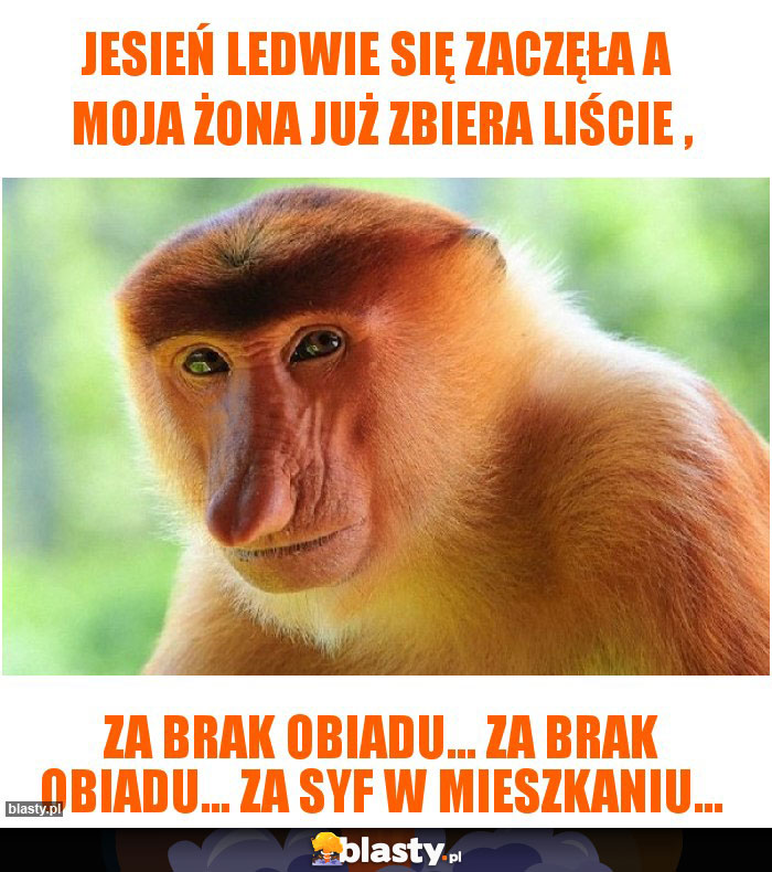 Jesień ledwie się zaczęła a  moja żona już zbiera liście ,
