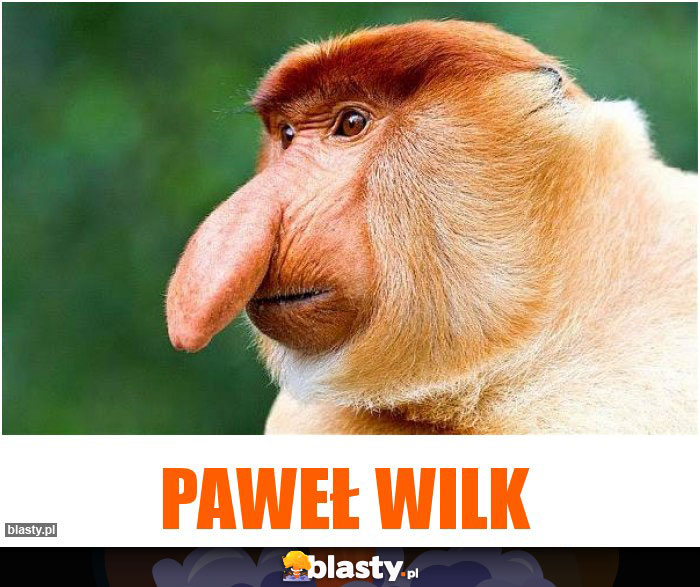 Paweł wilk