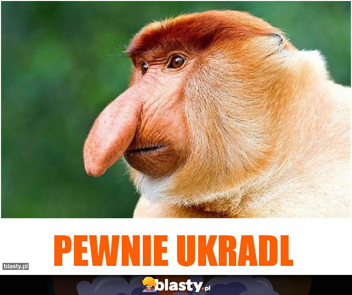 PEWNIE UKRADL