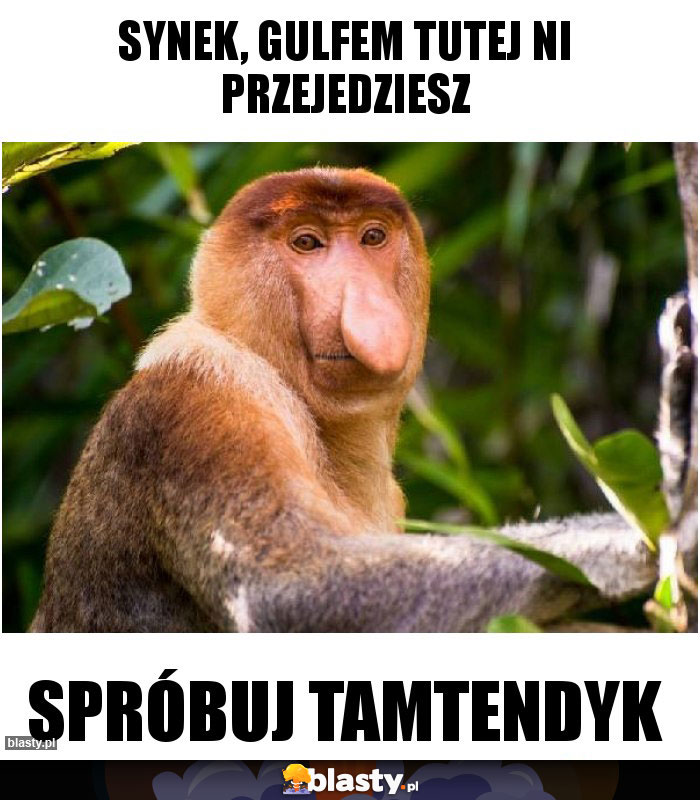 Synek, Gulfem tutej ni przejedziesz